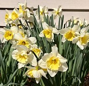 Look to the Daffodils